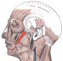 zygomatic muscle